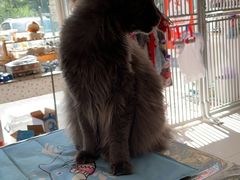 -平行世界·猫咖(首经贸店)
