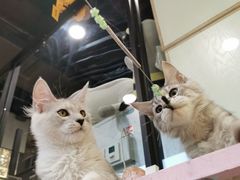 -70cat德文卷毛猫·缅因猫纯种猫舍