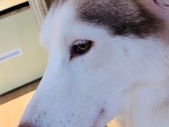 -Husky Go! 哈士奇体验馆·宠物咖啡厅狗咖