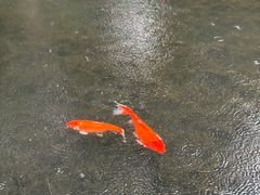 -广州兰圃