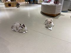 -藏猫猫咖啡主题馆(中央大道店)