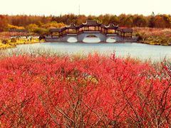 -上海海湾国家森林公园