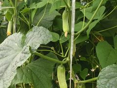 -庞各庄翠芳园西瓜蔬菜基地采摘园