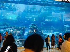 -迪拜水族馆及水下动物园