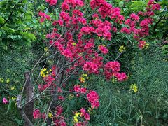 -南汇桃花村