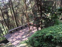 -铁山坪森林公园