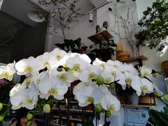 -FEI FEI FLOWER鲜花店·气球派对·宝宝宴布置(虹口德必运动Loft店)