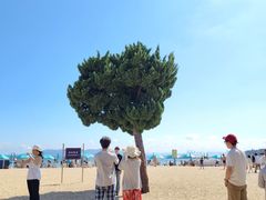 -青岛第一海水浴场
