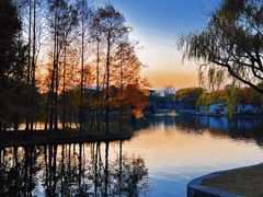 -上海共青森林公园