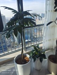-HEYAN荷妍专业脱毛连锁机构