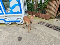 -栾川竹海野生动物园