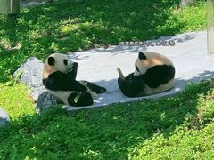 -卧龙中华大熊猫苑神树坪基地
