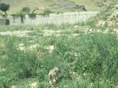 -新疆天山野生动物园