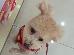 -天宠宠物医院24小时·急重症诊疗中心·全科·腔镜特色(和平分院)