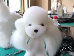 上课实景-优缇多格专业宠物美容师培训学校