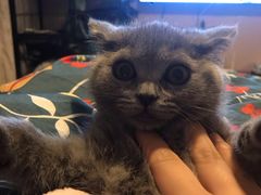 -喵zoo家庭繁育猫舍(尖东智能花园店)