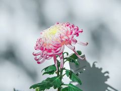 -杭州植物园