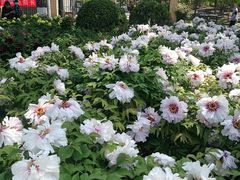 -莲花池公园