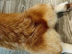 -柴迷FANS CLUB·柴犬狗咖·猫咖
