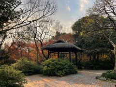 -上海滨江森林公园