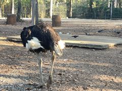 -清迈夜间动物园