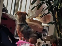 -万博宠物医院·手术·诊疗(未央凤城五路店)