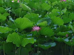-荔湾湖公园