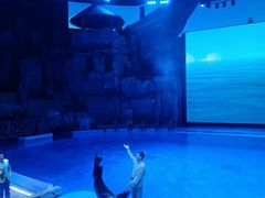 -芜湖新华联大白鲸海洋公园