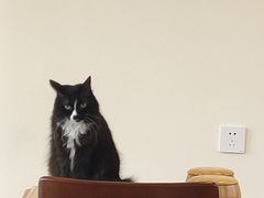肉球-有猫主题·治愈系猫咖(曾厝垵店)