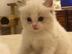 -Bastet sally猫舍购宠(静安店)
