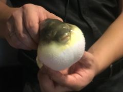 -肆月河豚·新淮扬(金融街店)