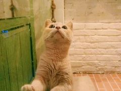 -猫咪博物馆(顶澳仔猫街店)