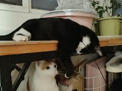 -宠颐生斯嘉宠物医院·急重症·心内科(谷阳北路分院)