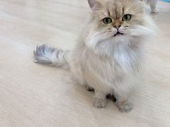 -1013 PET SHOP 宠物商店(近铁城市广场店)