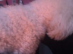 -严国平动物医院(德政总院)