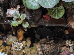 -普洱茶府(博乐广场店)