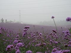 -紫颐香薰山谷景区