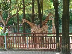 -深圳野生动物园