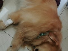 -美联众合动物医院·24h京西诊疗中心