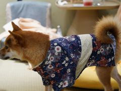 -逗柴咖啡屋·狗咖猫咖宠物桌游