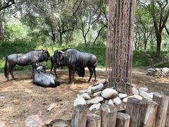 -北京野生动物园