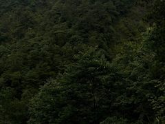 -大奇山国家森林公园