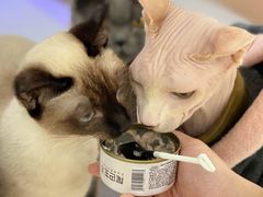 -喵园·猫主题咖啡厅·撸猫·猫咖(国贸店)