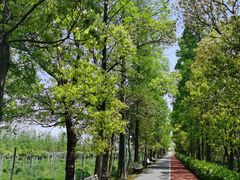 -上海长兴岛郊野公园