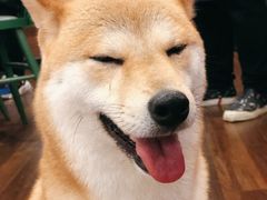 -柯斗斗主题餐厅·狗咖·围炉煮茶·茶饮(国瑞升平里店)