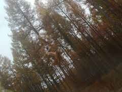 -塞罕坝国家级自然保护区