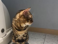 -飞行喵MR PILOT|猫舍·猫咖(静安大融城店)