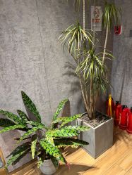 -P.STYLE 派斯造型