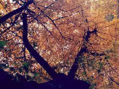 -上海市龙华烈士陵园