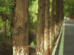 滨湖湿地公园-合肥滨湖国家森林公园